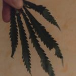 пользователь 