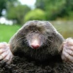 пользователь 