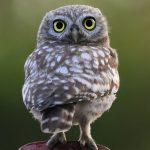 пользователь 