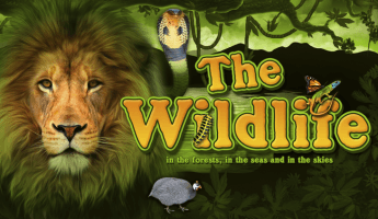 The Wildlife