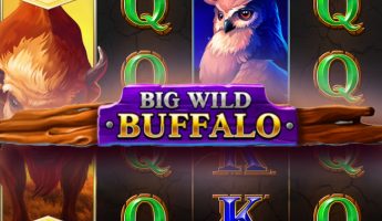 Big Wild Buffalo
