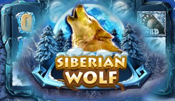 Siberian Wolf