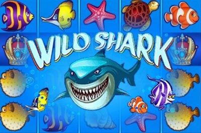 Wild Shark