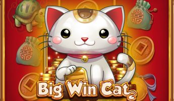 Big Win Cat