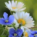 пользователь 