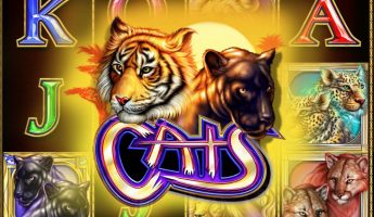 Cats Cats