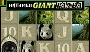 Untamed Giant Panda