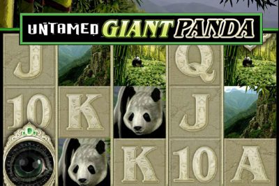 Untamed Giant Panda